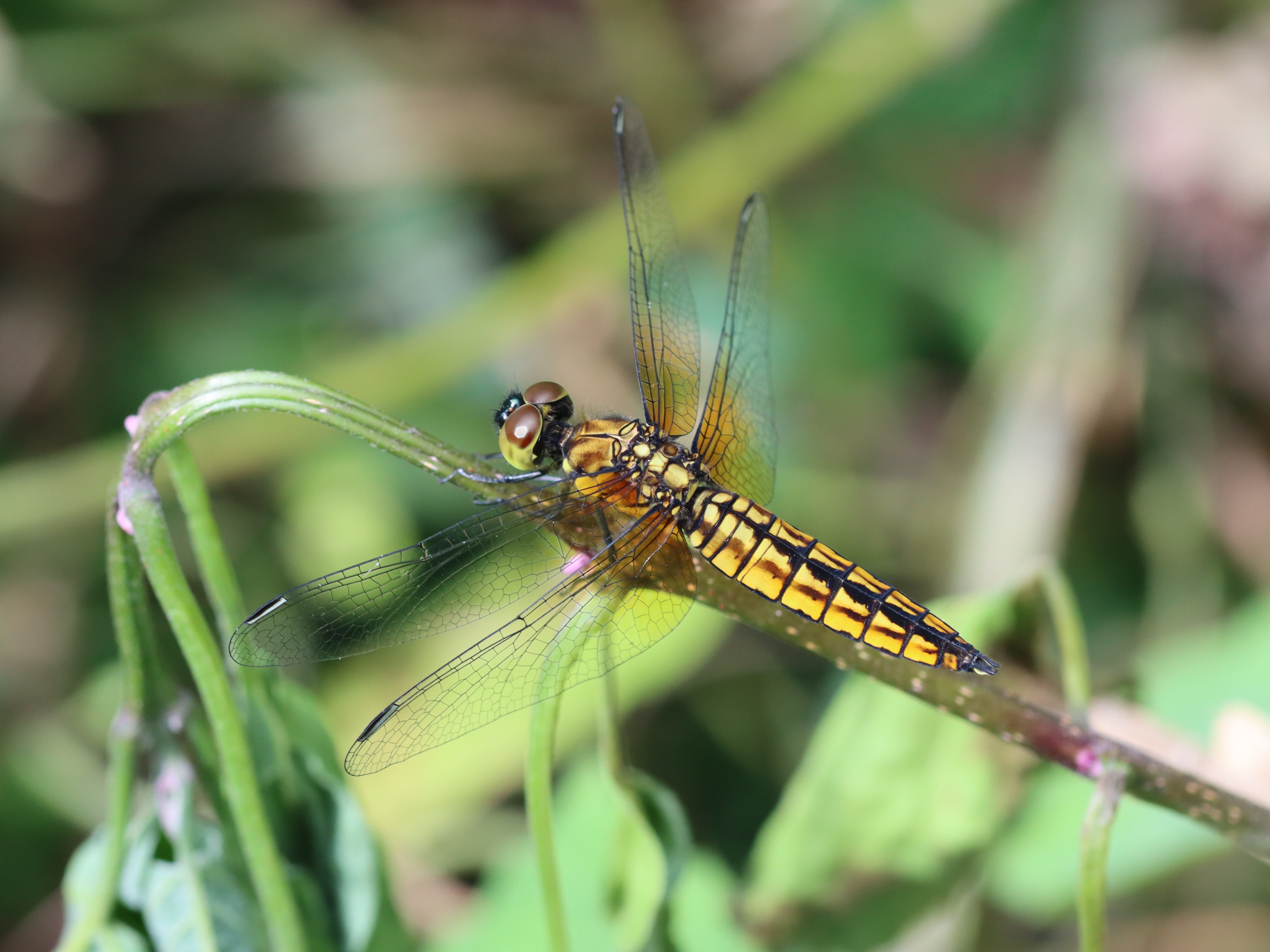 ハラビロトンボ2